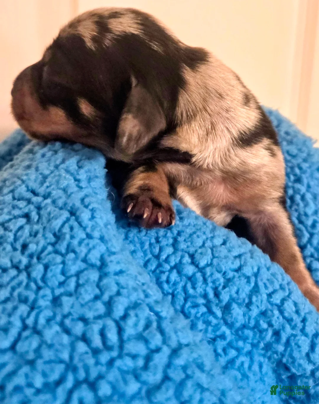 Dachshund dogs for sale: Dachshund 3 - Ad 2