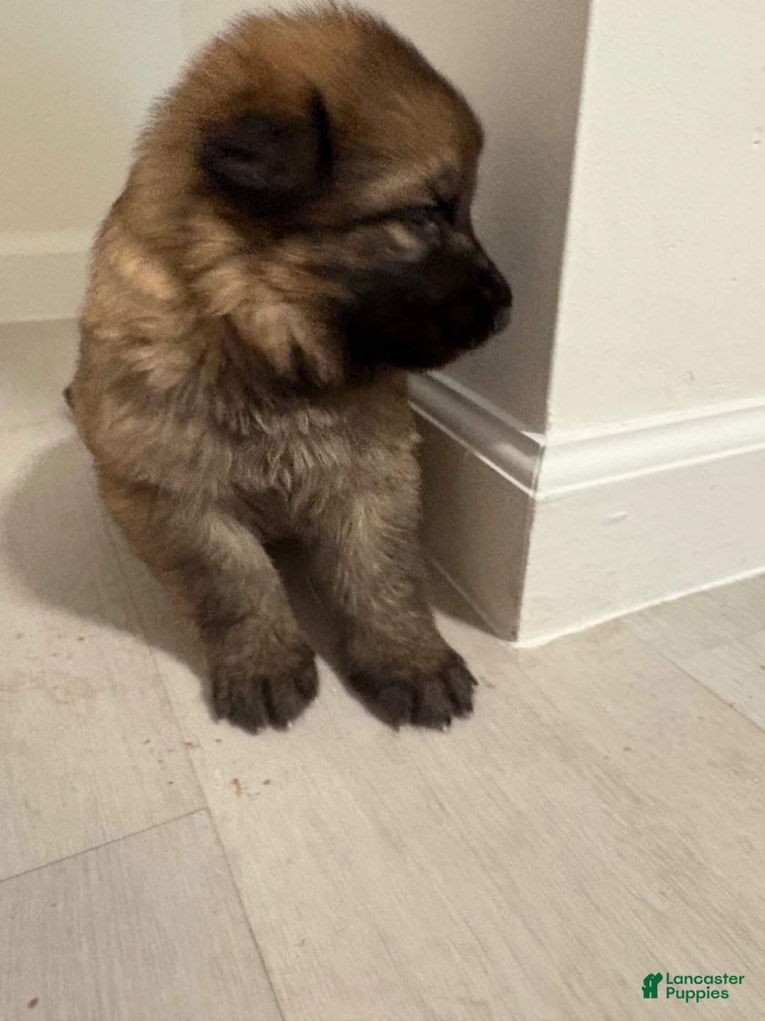 German Shepherd dogs for sale: German Shepherd Puppy 3 - Ad 1