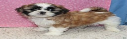 Shih Tzu dogs for sale: Liberty - Ad 4