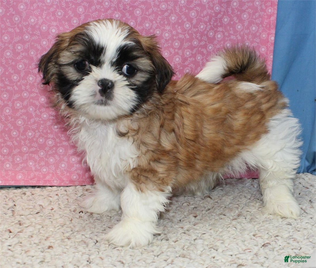 Shih Tzu dogs for sale: Liberty - Ad 4