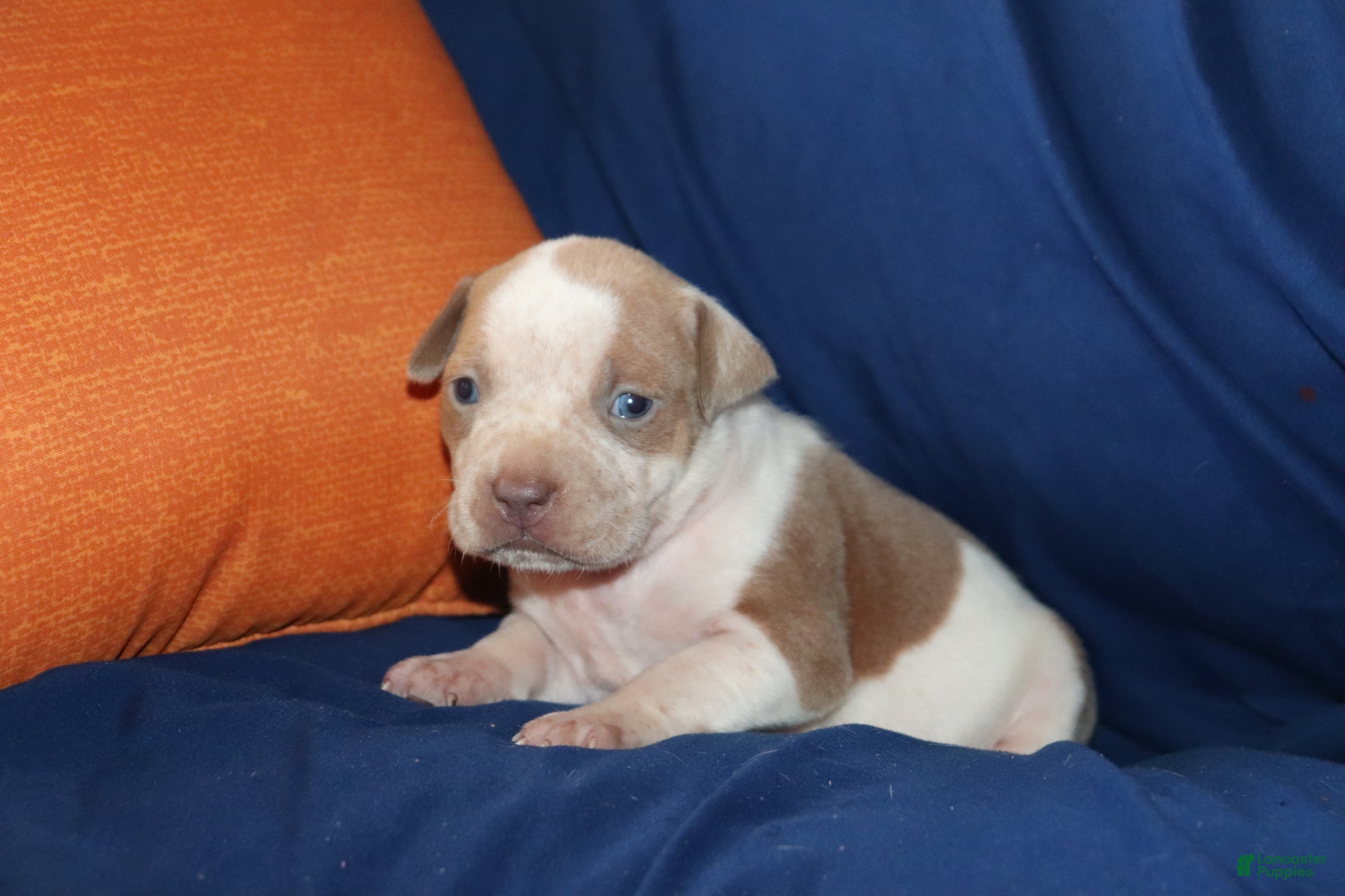 American Bully dogs Luke Skywalker - Ad 10