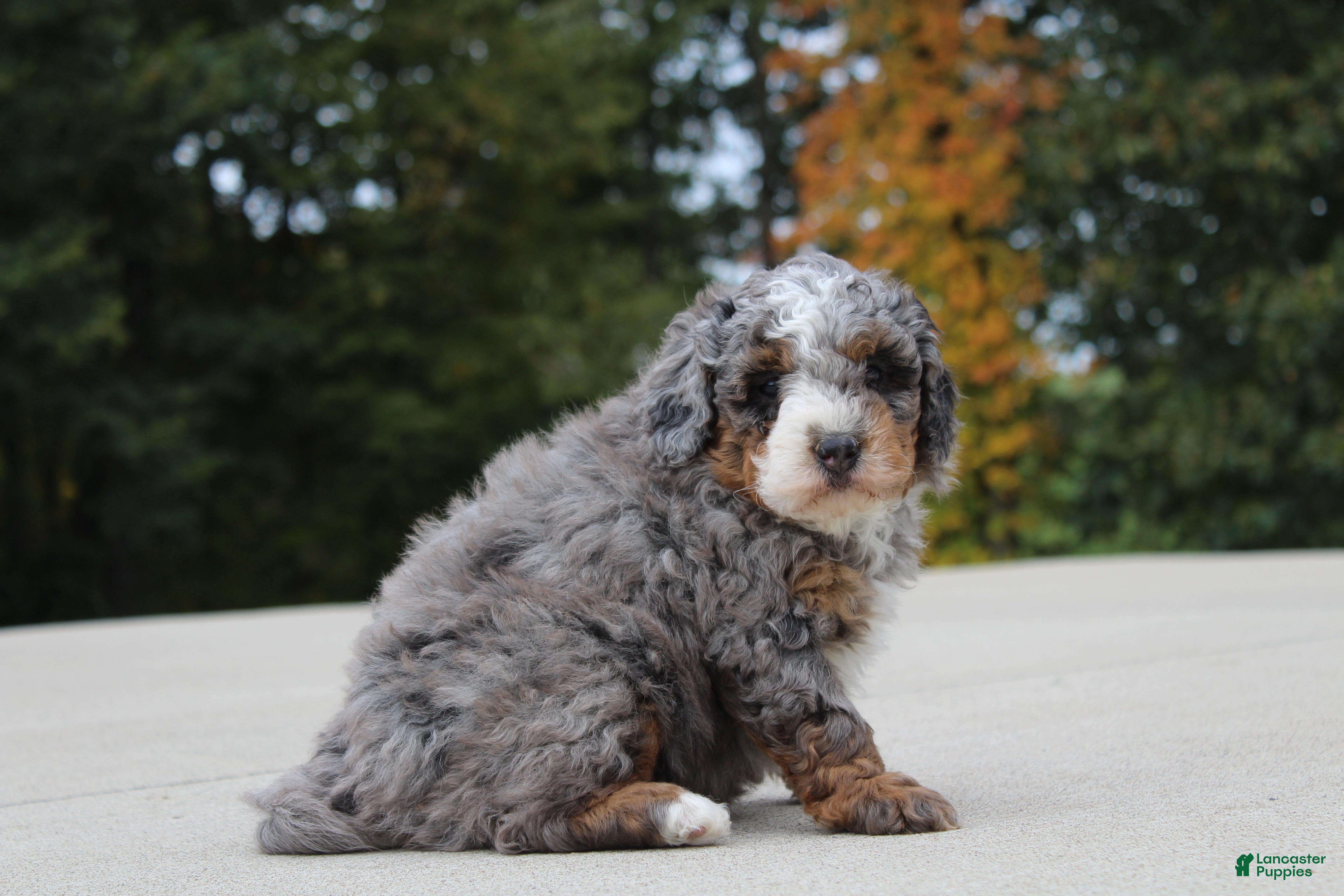 Mini Bernedoodle dogs Eddie  - Ad 2
