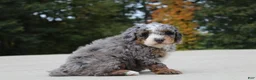 Mini Bernedoodle dogs for sale: Eddie  - Ad 2