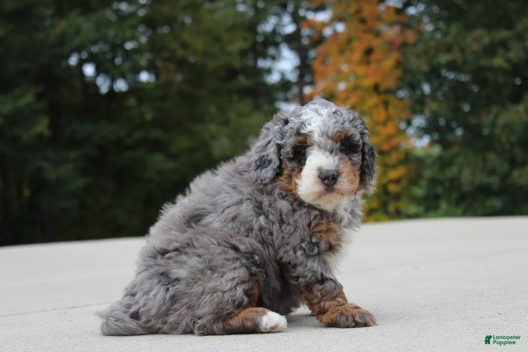 Mini Bernedoodle dogs for sale: Eddie  - Ad 2