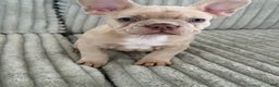 French Bulldog dogs for sale: French Bulldog Puppy 2 - Ad 8