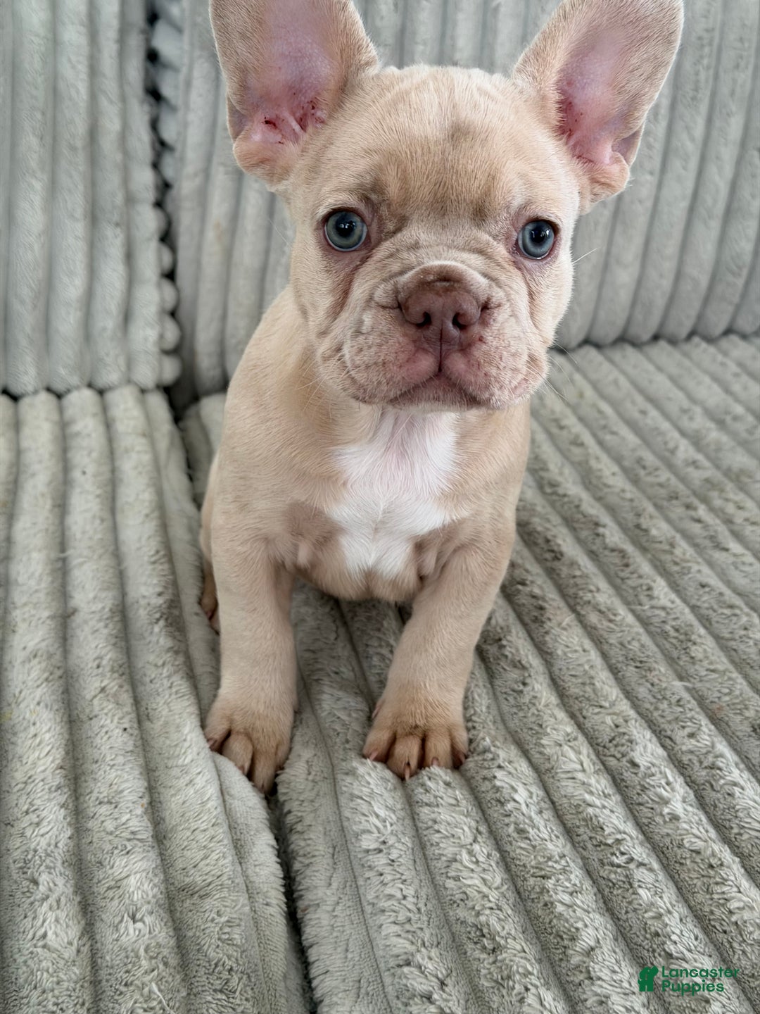 French Bulldog dogs for sale: French Bulldog Puppy 2 - Ad 8