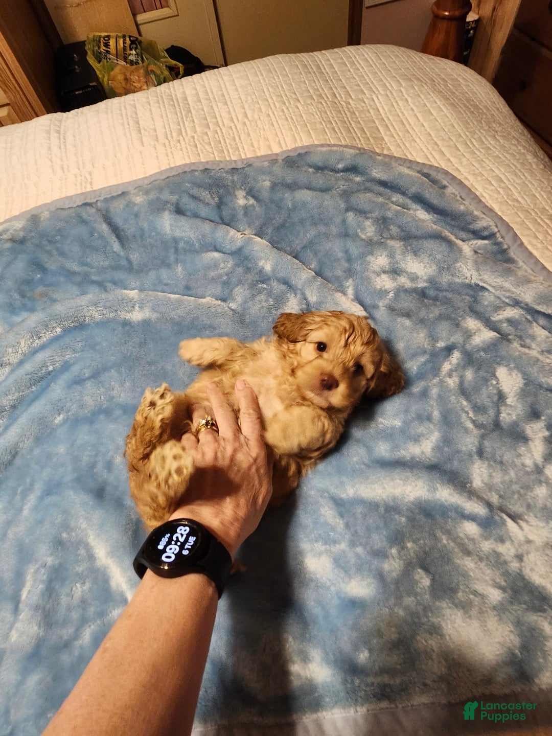 Mini Goldendoodle dogs for sale: Mini Goldendoodle Puppy 1 - Ad 4