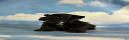 Schnoodle dogs for sale: Panther  - Ad 6