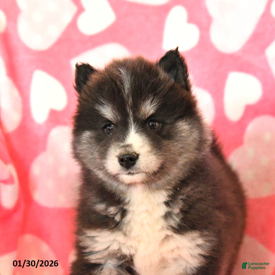 Pomsky dogs Sadie - Ad 2