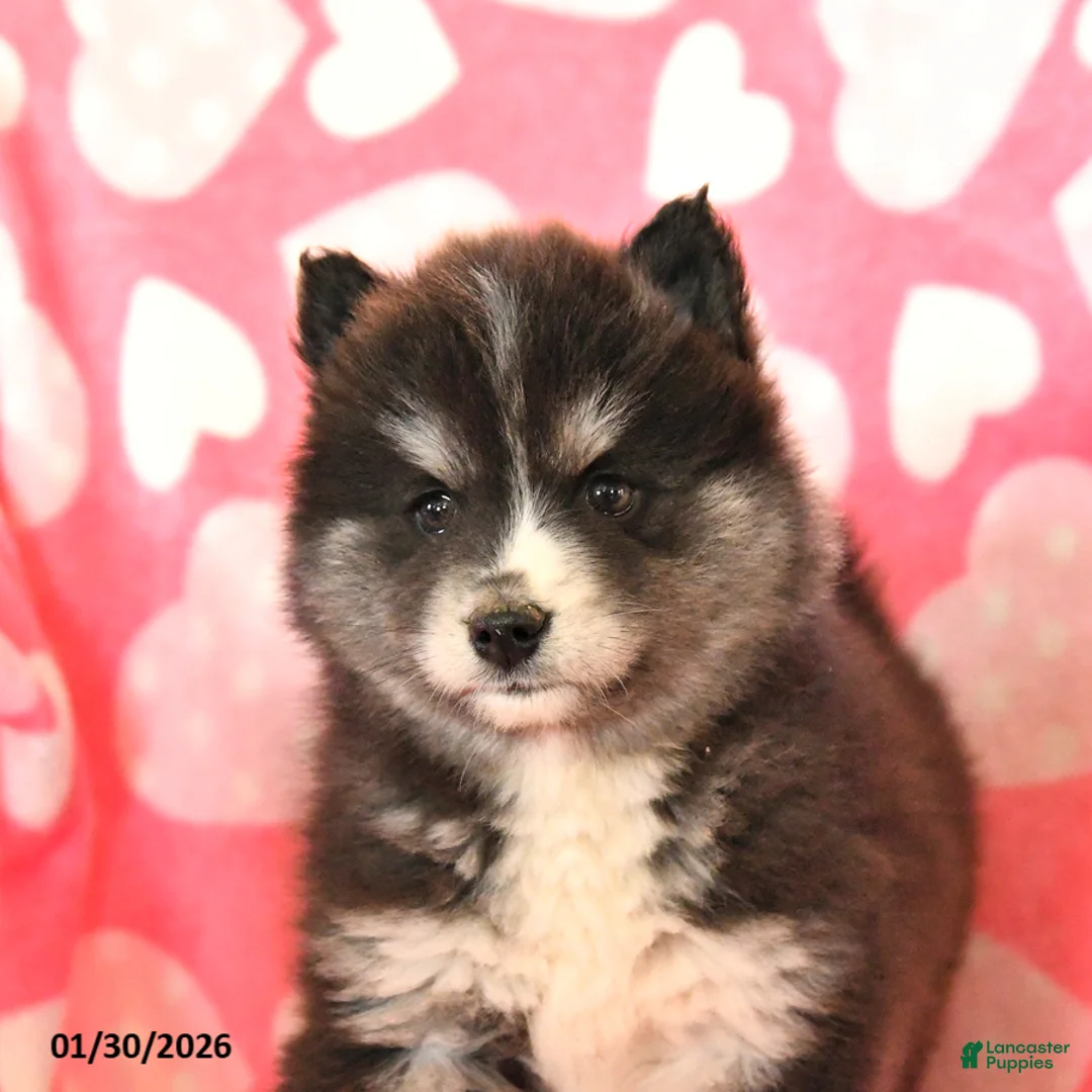 Pomsky dogs for sale: Sadie - Ad 5
