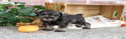 Miniature Schnauzer dogs for sale: Truman - Ad 4