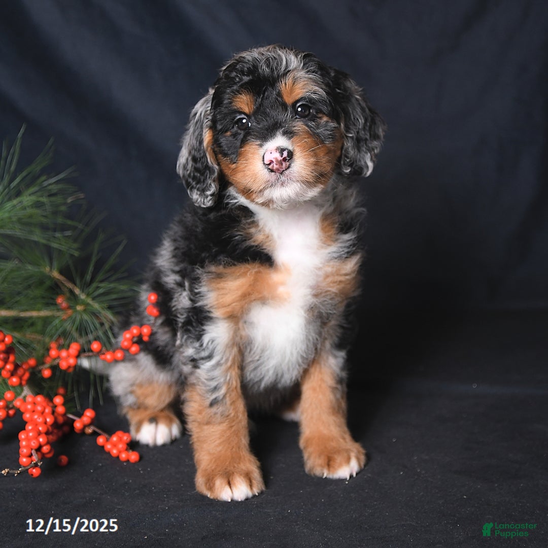 Bernedoodle dogs for sale: Chase - Ad 1