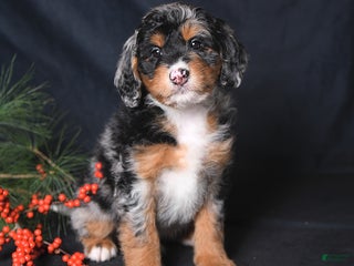 Bernedoodle dogs Chase - Ad 10