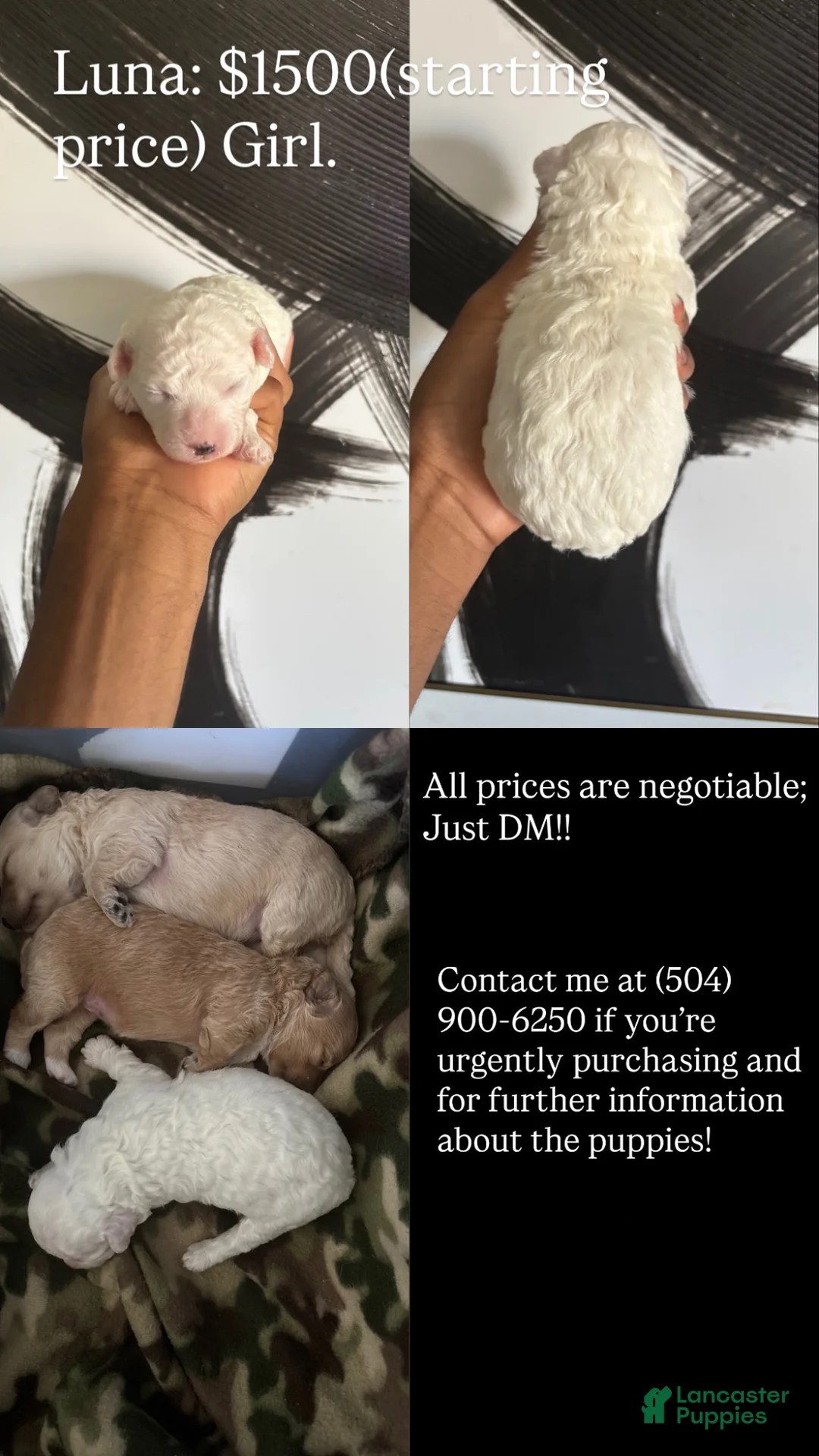 Bichpoo dogs for sale: Bichpoo 2 - Ad 4