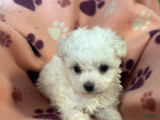 Maltipoo dogs Maltipoo Puppy 1 - Ad 42