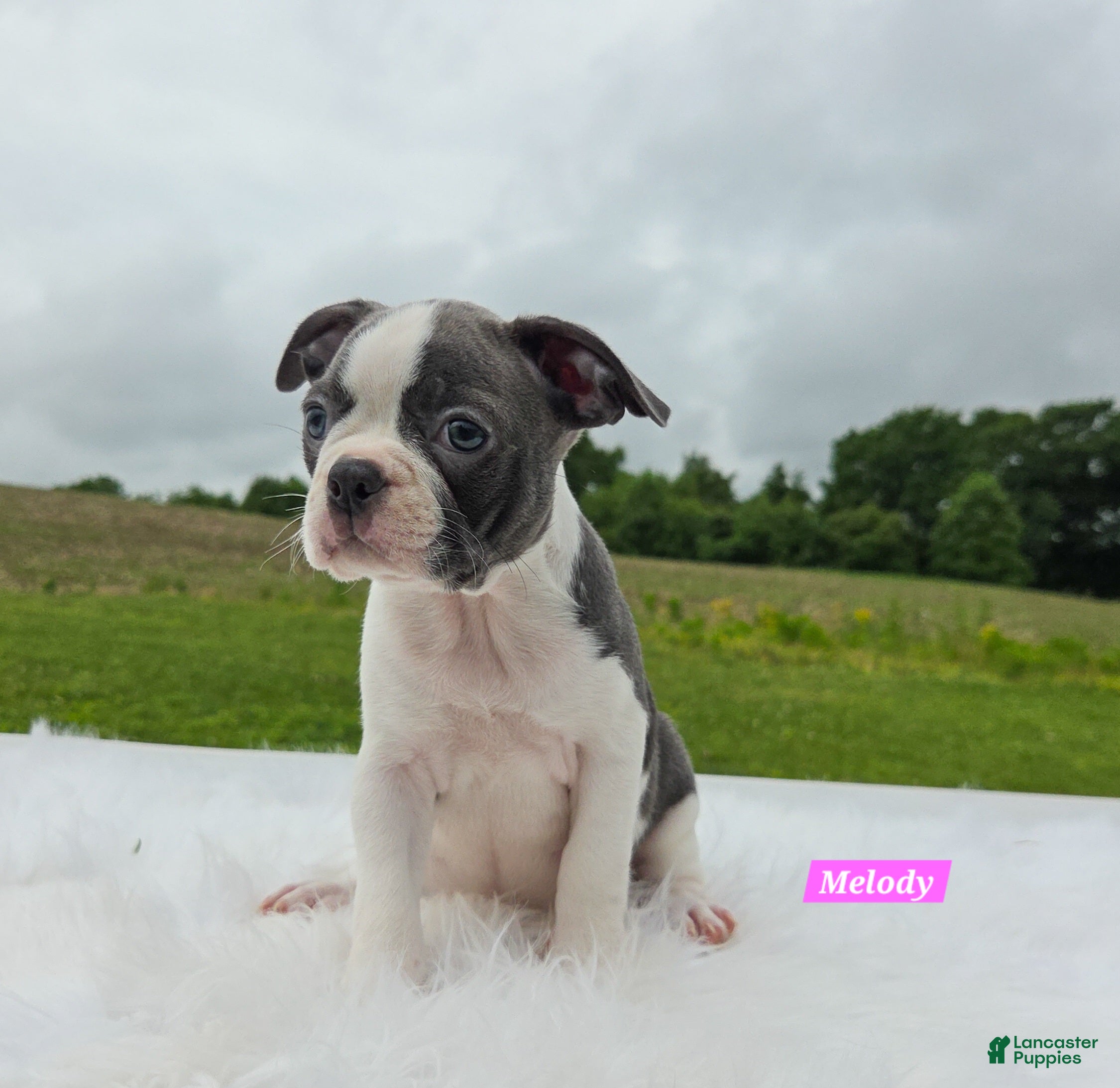 Boston Terrier dogs for sale: Melody - Ad 1