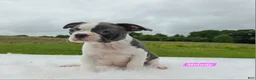 Boston Terrier dogs for sale: Melody - Ad 1