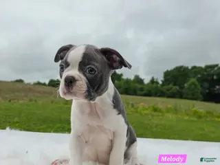 Boston Terrier dogs for sale: Melody - Ad 1