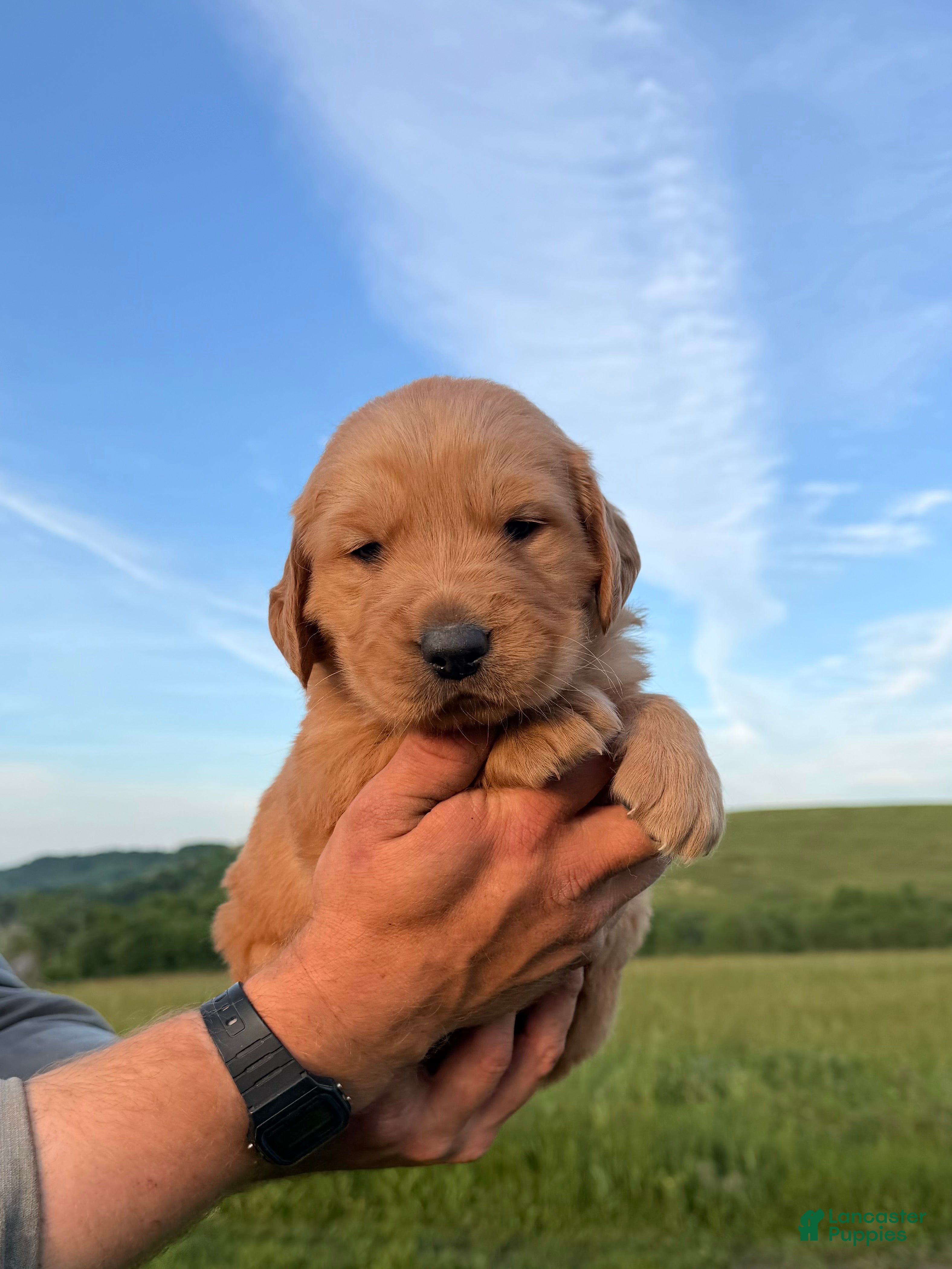 Golden Retriever dogs King - Ad 1