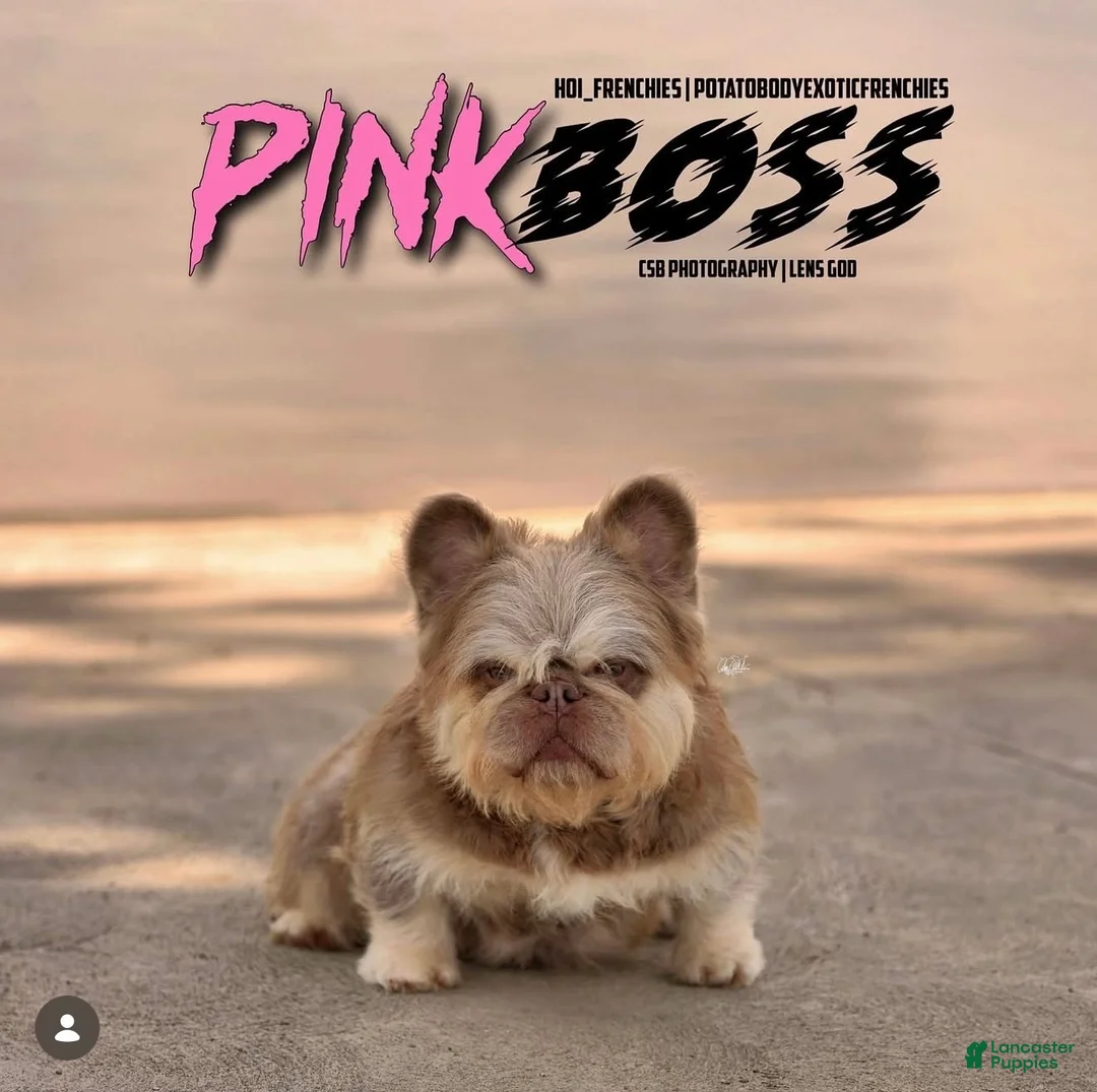 French Bulldog dogs for sale: Delilah - Ad 5