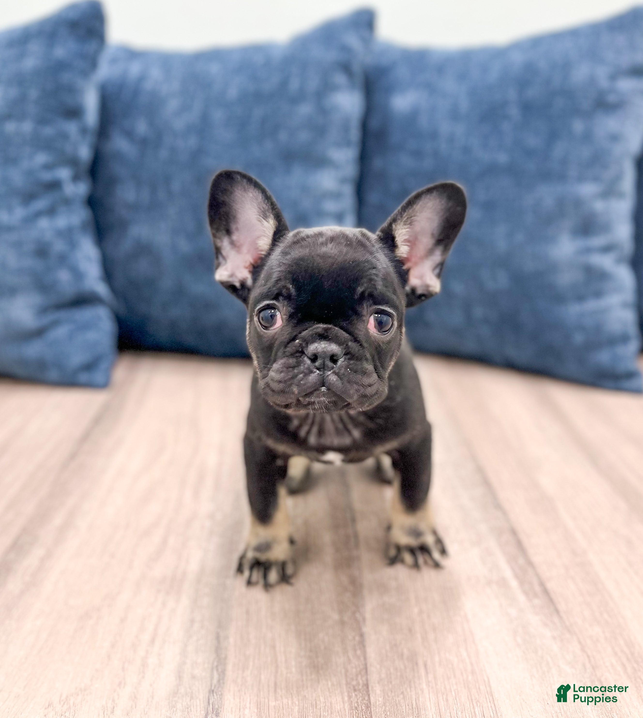 French Bulldog dogs Bella - Ad 37