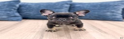 French Bulldog dogs for sale: Bella - Ad 1