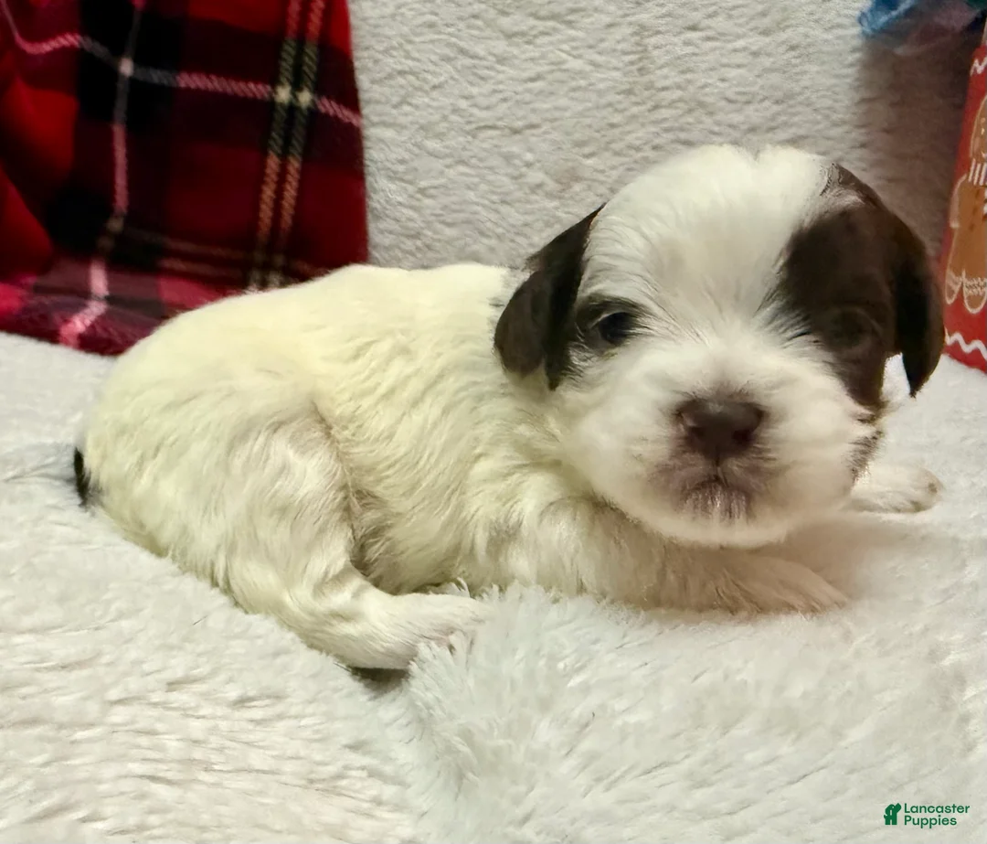 Shihpoo dogs for sale: Oliver  - Ad 10
