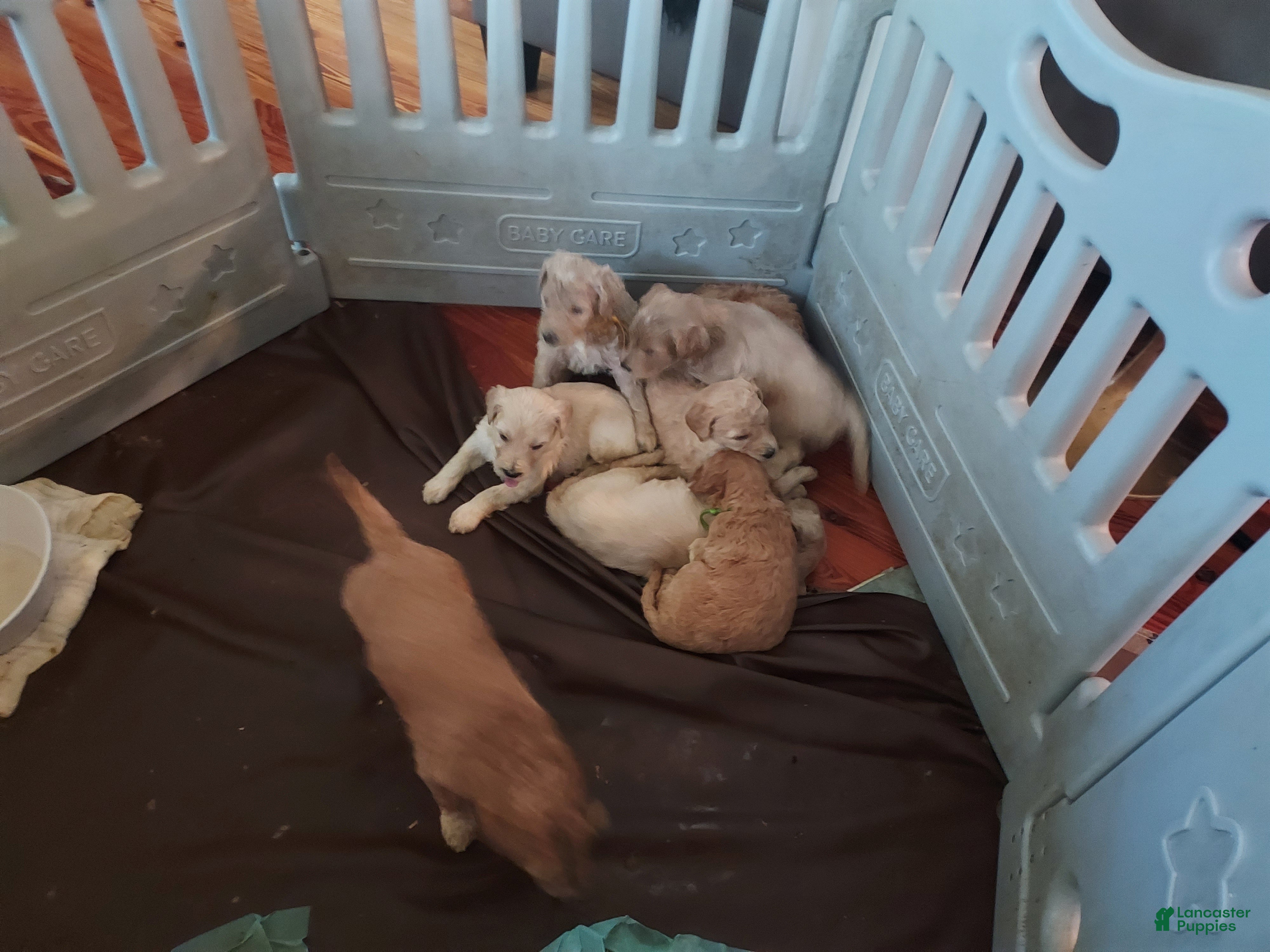 Goldendoodle dogs Goldendoodle Puppy 7 - Ad 16