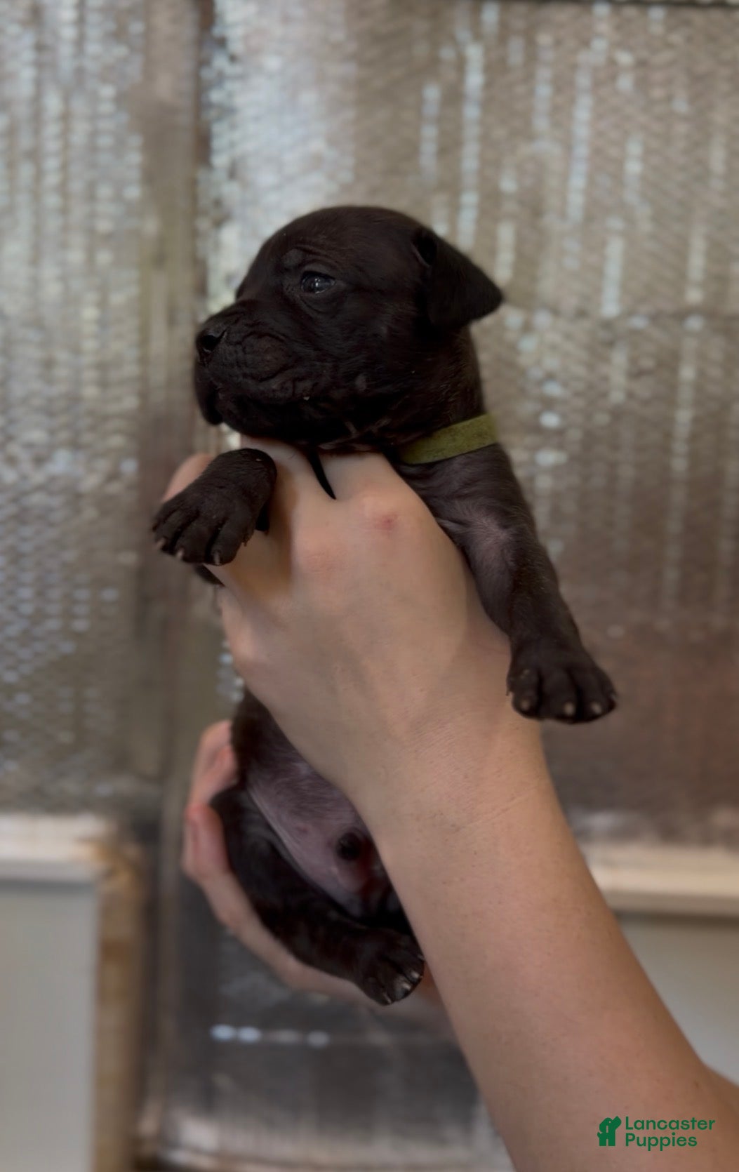 Cane Corso dogs Green collar - Ad 41