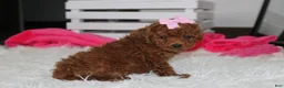 Miniature Poodle dogs for sale: Sasha  - Ad 7