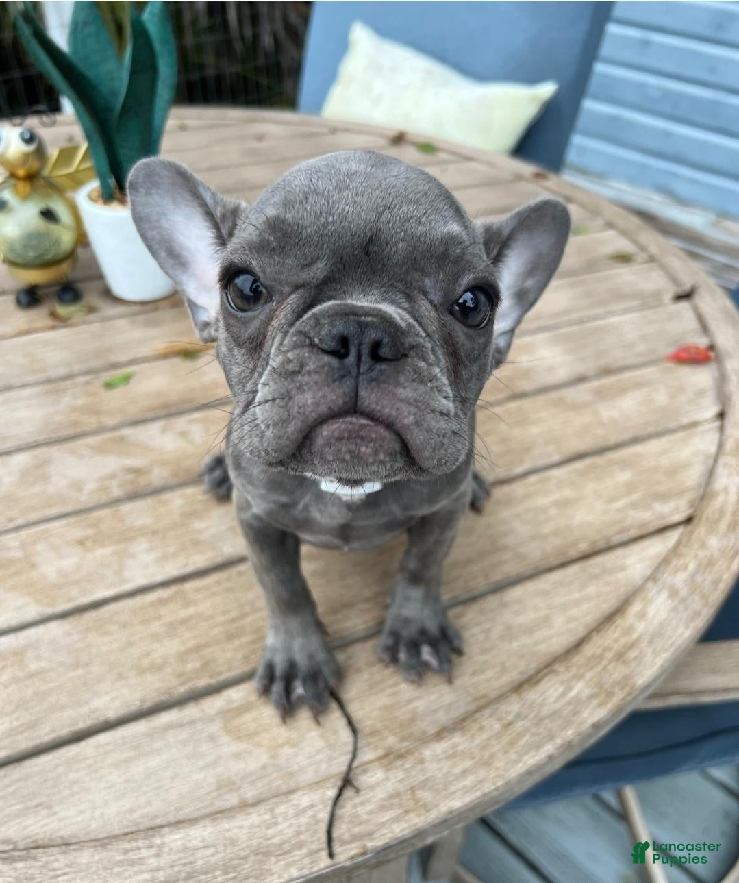 French Bulldog dogs Dulce - Ad 2