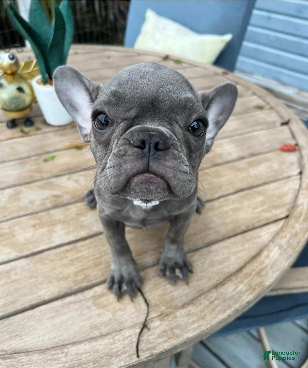 French Bulldog dogs for sale: Dulce - Ad 2