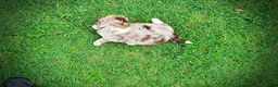 Havapoo dogs for sale: Star - Ad 8