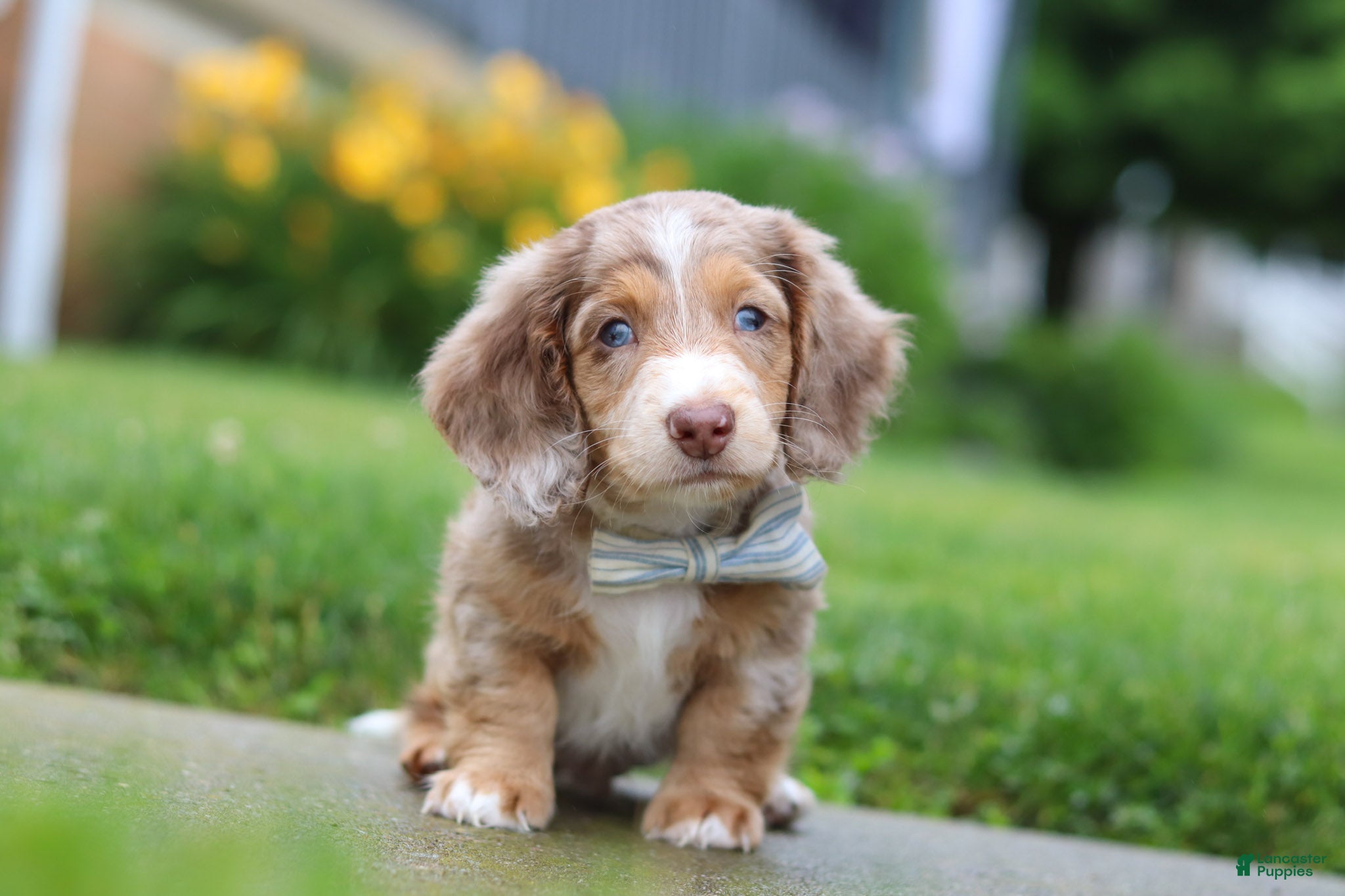 Dachshund dogs Ollie - Ad 2