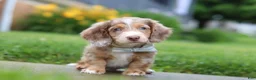 Dachshund dogs for sale: Ollie - Ad 2