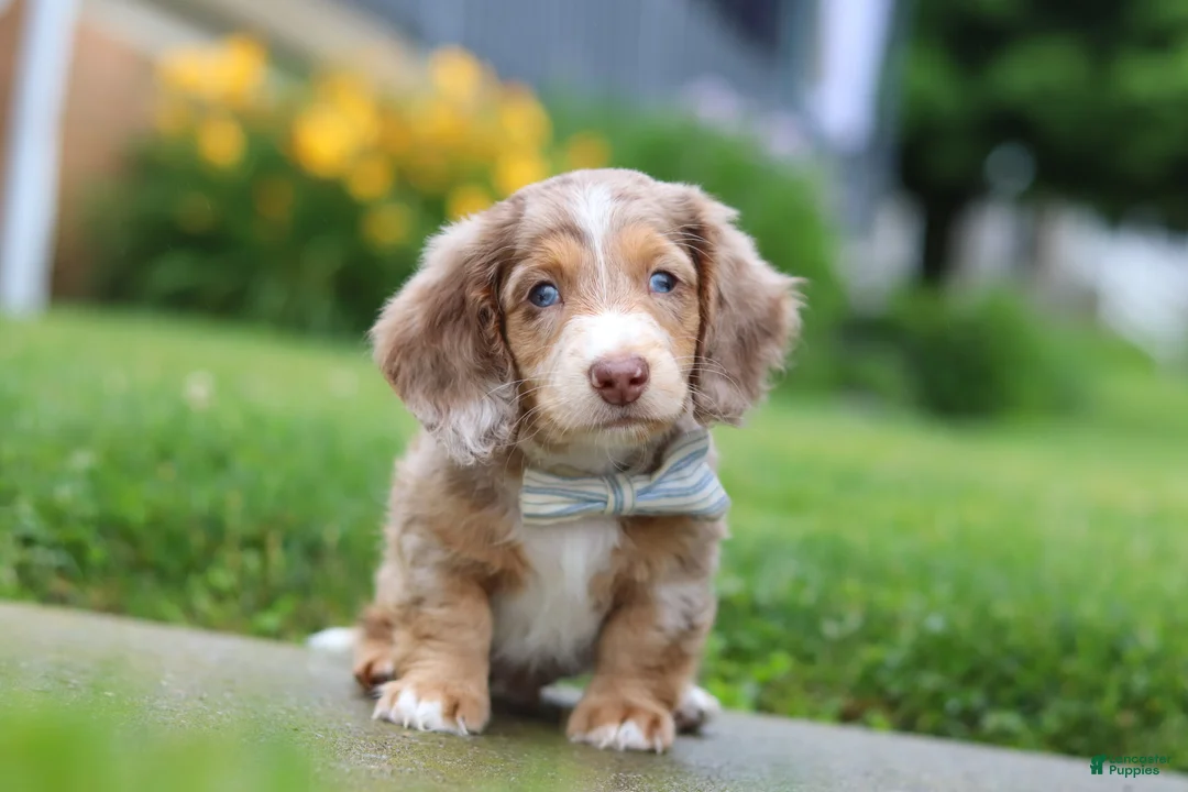 Dachshund dogs for sale: Ollie - Ad 2