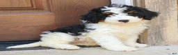 Mini Bernedoodle dogs for sale: Rambo  - Ad 1