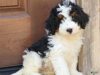 Mini Bernedoodle dogs for sale: Rambo - Ad 2