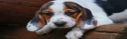 Beagle dogs for sale:  Dallas 🐾 - Ad 15