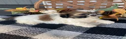 Shih Tzu dogs for sale: Sophie - Ad 11