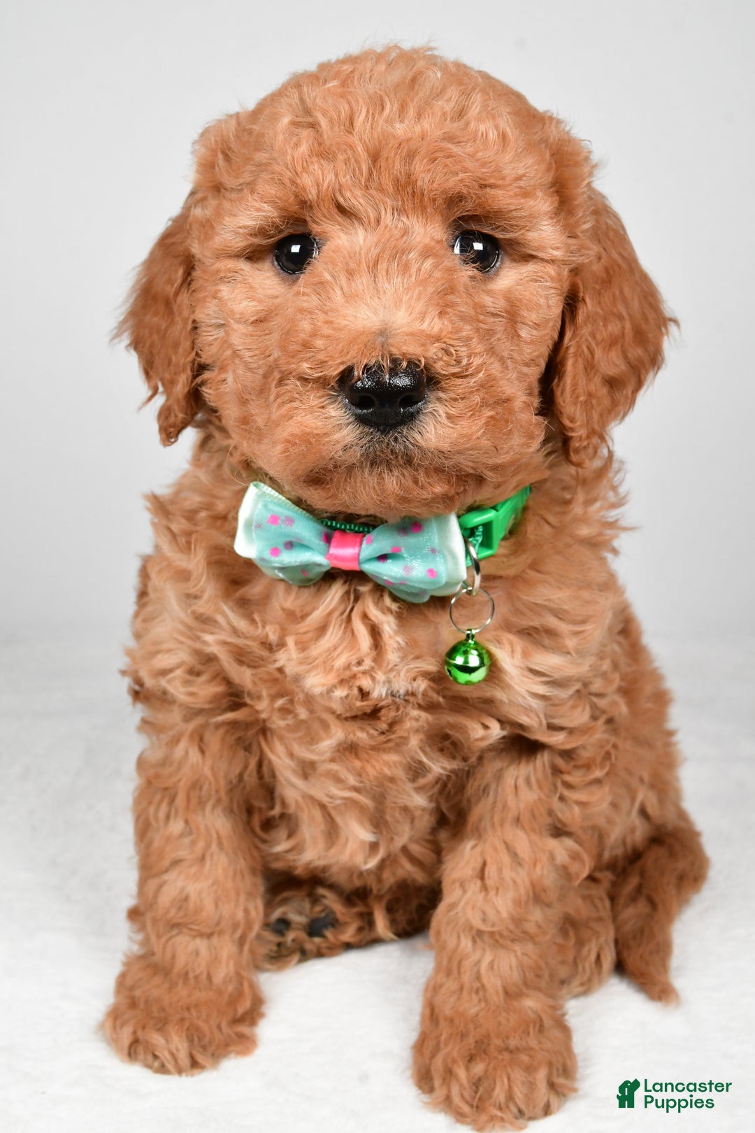 Mini Goldendoodle dogs for sale: Rusty f one b - Ad 7