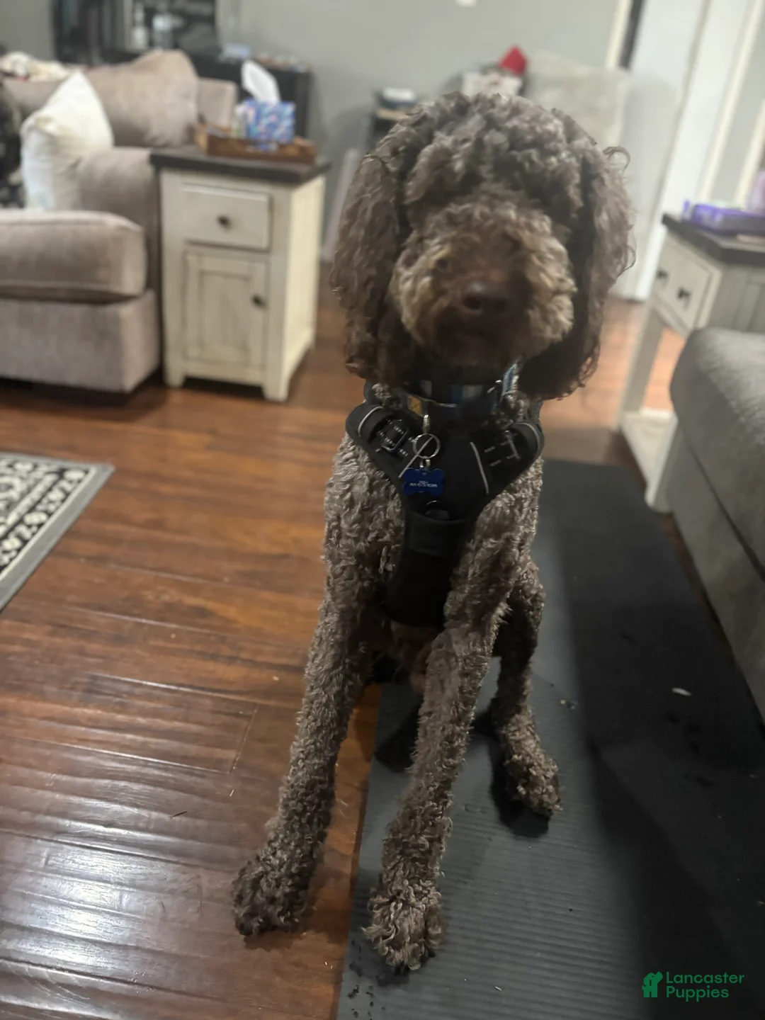 Goldendoodle dogs for stud: Mobius - Ad 3