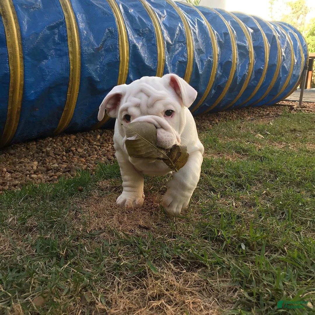 English Bulldog dogs for sale: English Bulldog Puppy 7 - Ad 1