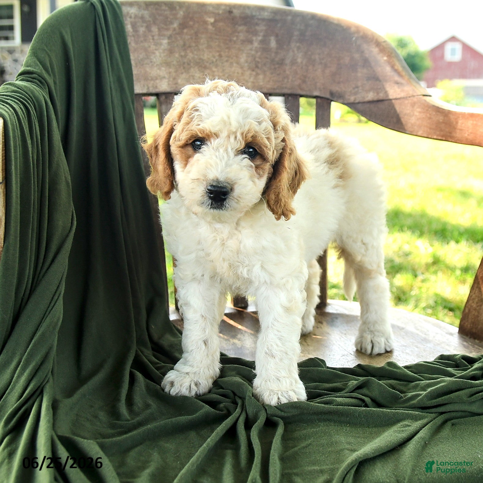 Goldendoodle dogs Brett - Ad 2