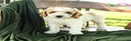 Goldendoodle dogs for sale: Brett - Ad 2