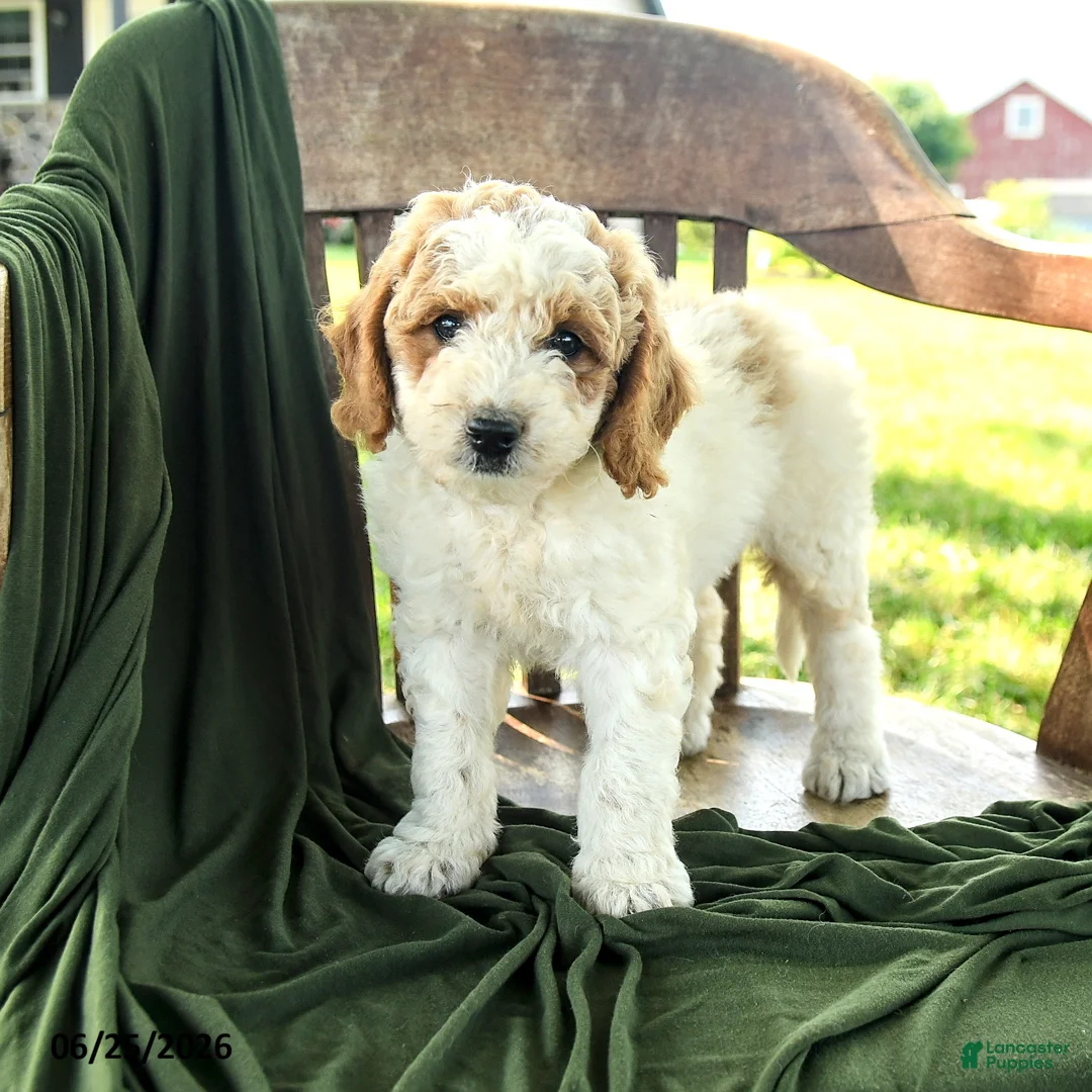 Goldendoodle dogs for sale: Brett - Ad 2