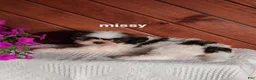Shih Tzu dogs for sale: Missy  - Ad 3