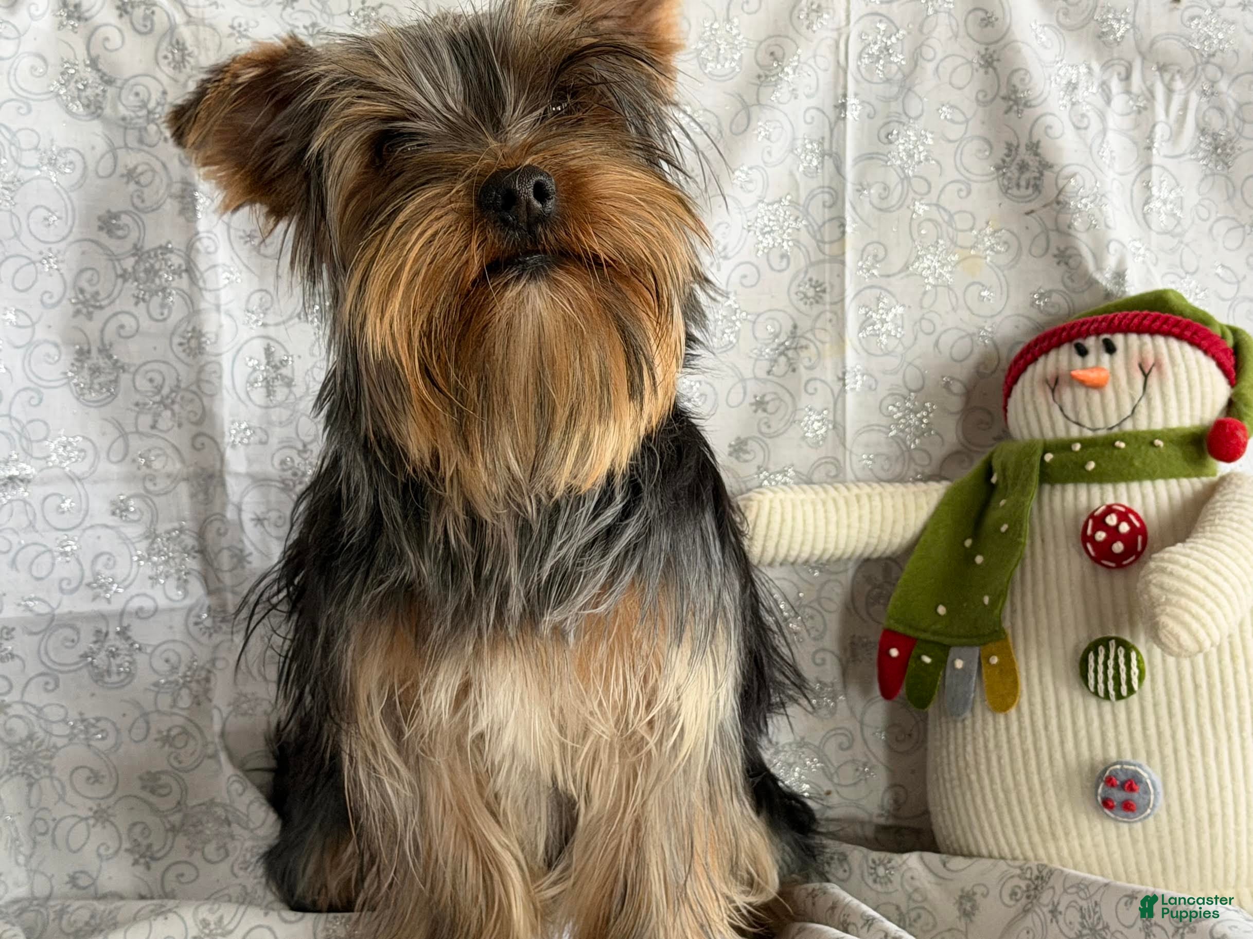 Yorkshire Terrier dogs Grumpy - Ad 23