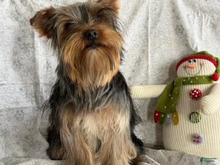 Yorkshire Terrier dogs Grumpy - Ad 33