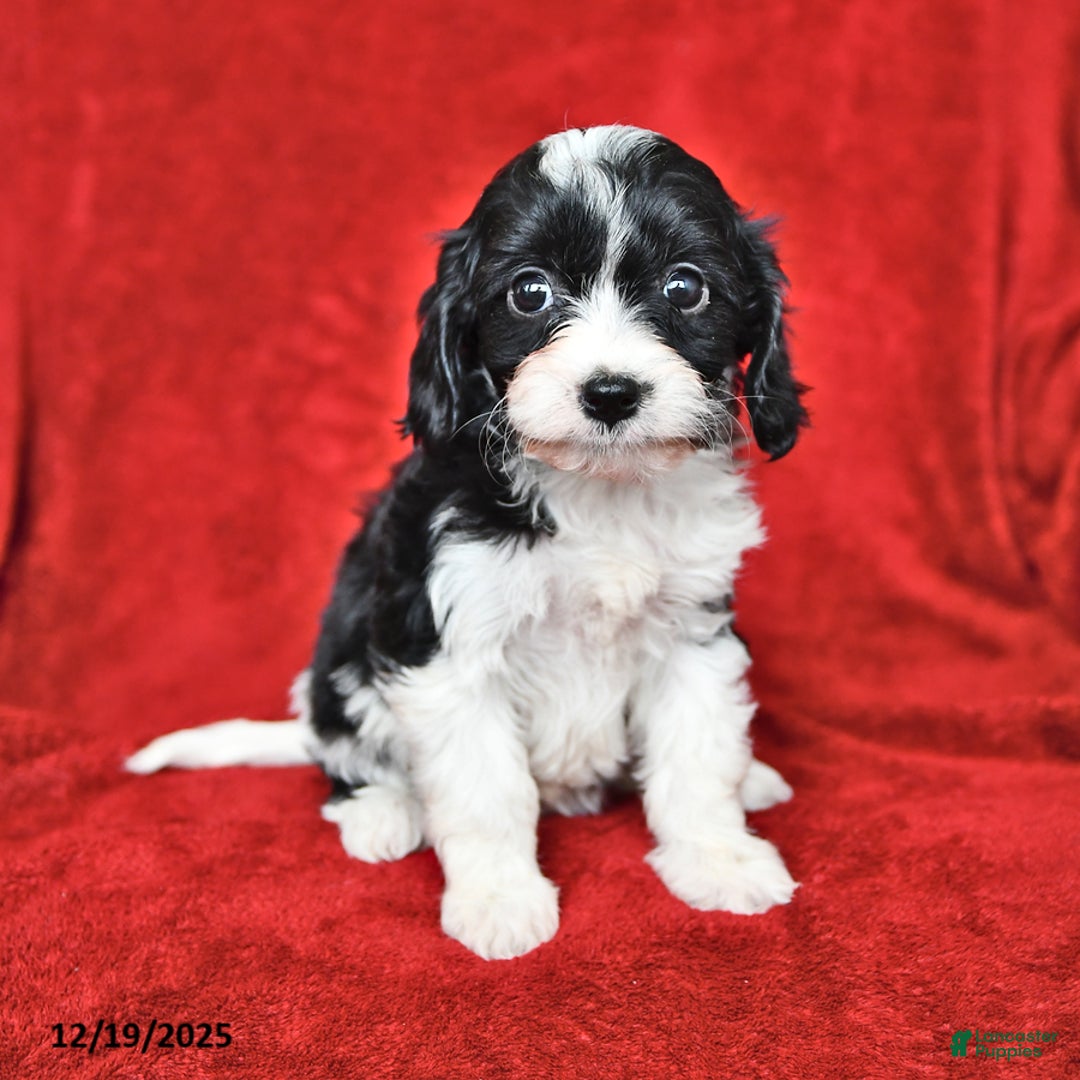 Cavapoo dogs for sale: Abigail - Ad 4